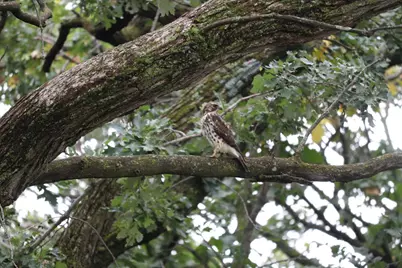 941 Oak Crest Drive, Sauk Rapids, MN 56379 - Photo 58