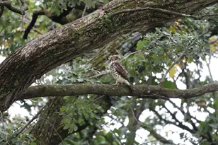941 Oakcrest Dr, Sauk Rapids, MN 56379 - Photo 58