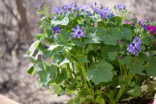 10962 Eagle St NW, Coon Rapids, MN 55433 - Photo 4