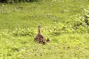 1803 Arona St, Falcon Heights, MN 55113 - Photo 8