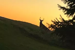 12520 440th St, Wanamingo, MN 55983 - Photo 8