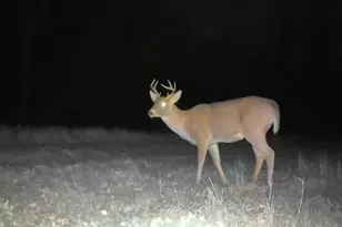 9298 Hingeley Rd, Meadowlands, MN 55765 - Photo 36