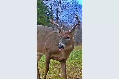 9298 Hingeley Road, Meadowlands, MN 55765 - Photo 34