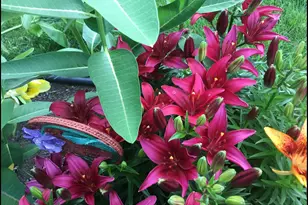 44 Harmony Dr, Esko, MN 55733 - Photo 42