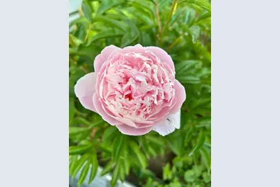 5330 Louisiana Avenue N, Crystal, MN 55428 - Photo 28