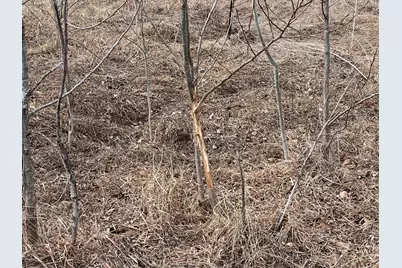 Tbd 190th Ave, Pelican Rapids, MN 56572 - Photo 14