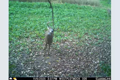 N35194 Przybilla Lane, Independence, WI 54747 - Photo 32