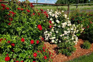 38321 Baugh St NW, Princeton, MN 55371 - Photo 64