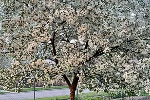 1110 Magnolia Ave, Saint Paul, MN 55106 - Photo 20