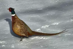 12516 225th Ct NW, Elk River, MN 55330 - Photo 20