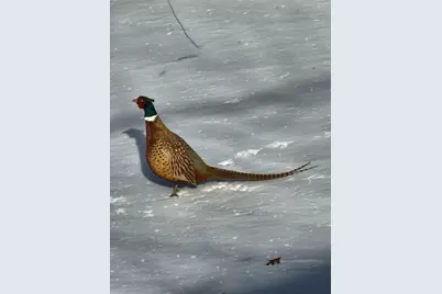 12516 225th Court NW, Elk River, MN 55330 - Photo 16