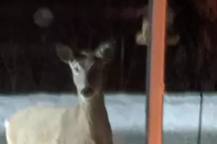 N10301 171st St, Boyceville, WI 54725 - Photo 36