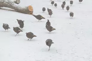 38798 County Road 2, Saint Joseph, MN 56374 - Photo 76