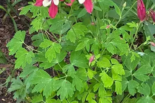 3207 Bryant Ave N, Minneapolis, MN 55412 - Photo 24