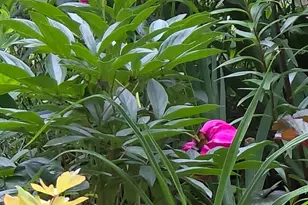 3207 Bryant Ave N, Minneapolis, MN 55412 - Photo 26