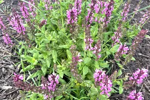 9243 Queens Gardens N, Brooklyn Park, MN 55443 - Photo 20