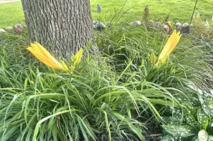 9243 Queens Gardens N, Brooklyn Park, MN 55443 - Photo 16