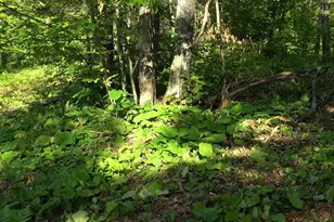 83Xxx - Lot 13 Ashwabay Rd, Bayfield, WI 54814 - Photo 10