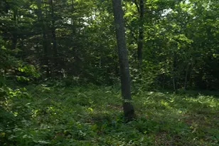 83Xxx - Lot 13 Ashwabay Rd, Bayfield, WI 54814 - Photo 8