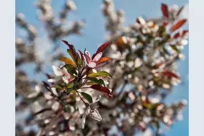 4435 167th Avenue NW, Andover, MN 55304 - Photo 98