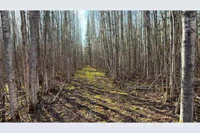 Lot A County Road 79, Littlefork, MN 56653 - Photo 30