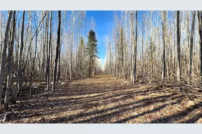 Lot A County Road 79, Littlefork, MN 56653 - Photo 4