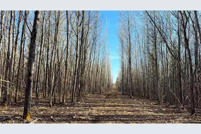 Lot F County Road 79, Littlefork, MN 56653 - Photo 36
