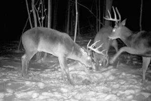 Tbd Bear Rd, Cushing, MN 56443 - Photo 1