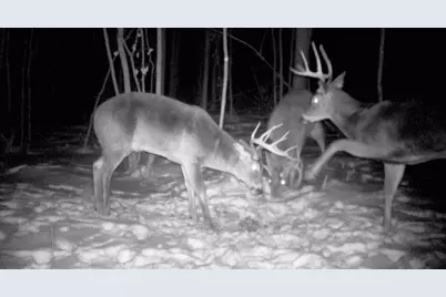 Tbd Bear Road, Cushing, MN 56443 - Photo 8