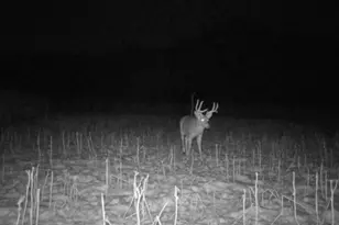 S1689 Co Rd XX, Alma, WI 54610 - Photo 34