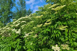 81307 150th St, Sacred Heart, MN 56285 - Photo 42