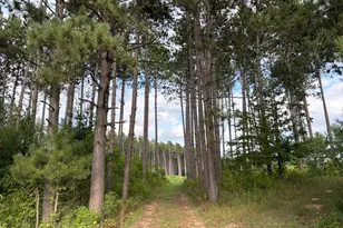 (Lot 4) Tbd Tulip Street NW, Stanchfield, MN 55080 - Photo 1