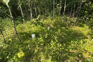 30298 Misty Ln NE, Pennington, MN 56663 - Photo 2