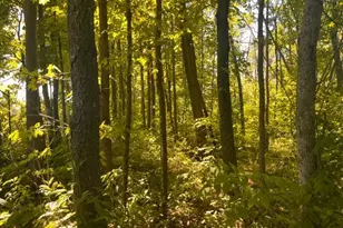 Lot 1 County Road Bb, Woodville, WI 54028 - Photo 1