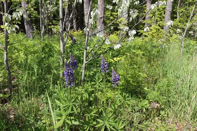 Lot 19 Eagle Run, Bayfield, WI 54814 - Photo 16