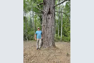 Lot 17 New Melahn Drive, Lake George Township, MN 56458 - Photo 6