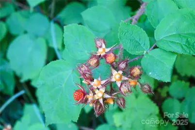 Tbd Greenyard Trail #7, Candler, NC 28715 - Photo 22