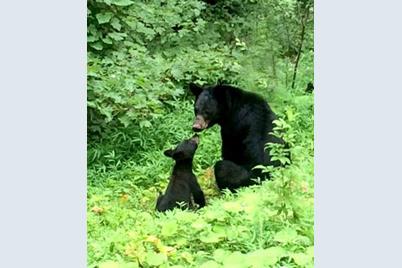 99999 Winding Poplar Road #806, Black Mountain, NC 28711 - Photo 20