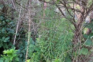 000 Capps Rd, Bessemer City, NC 28016 - Photo 4