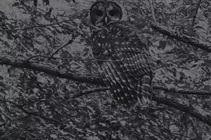 580 Freemont Dr, Leicester, NC 28748 - Photo 44