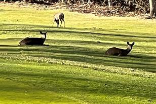 000 Puncheon Ln, Mars Hill, NC 28754 - Photo 4