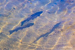 315 Garren Crk Rd, Brevard, NC 28712 - Photo 8