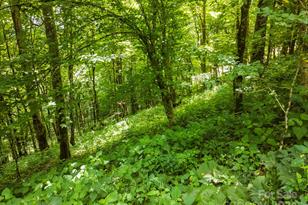 948 Lookout Dr, Mars Hill, NC 28754 - Photo 28