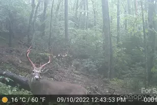 264 Quiet Times Dr, Burnsville, NC 28714 - Photo 38