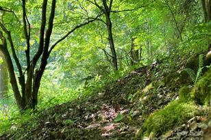 3065 Piney Hill Rd, Burnsville, NC 28714 - Photo 22