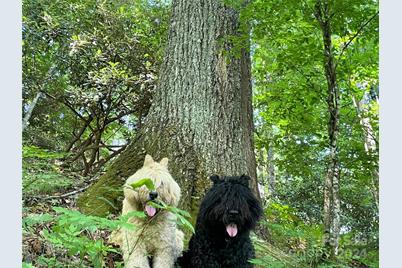 3065 Piney Hill Road, Burnsville, NC 28714 - Photo 32