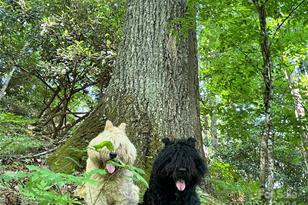 3065 Piney Hill Rd, Burnsville, NC 28714 - Photo 32