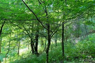 3065 Piney Hill Rd, Burnsville, NC 28714 - Photo 20