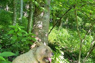 3065 Piney Hill Rd, Burnsville, NC 28714 - Photo 16