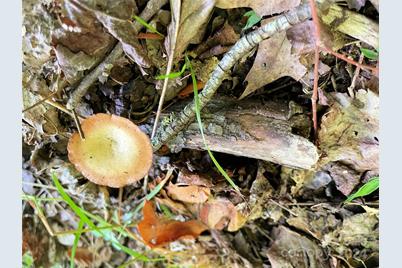 3065 Piney Hill Road, Burnsville, NC 28714 - Photo 24